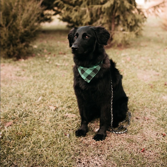 Pet-Friendly Home! - Picture 2 of 7